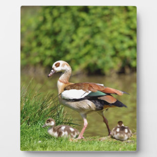Egyptian Geese and chicks Plaque