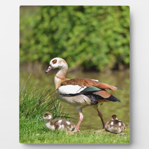 Egyptian Geese and chicks Plaque