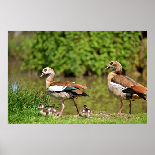 Egyptian Geese and chicks Poster