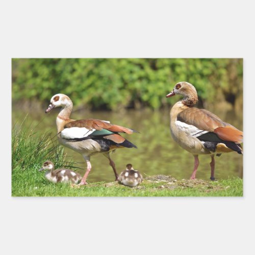 Egyptian Geese and chicks Rectangular Sticker