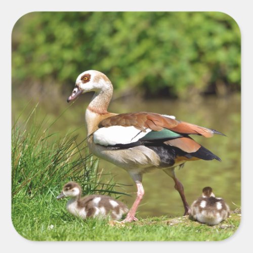 Egyptian Geese and chicks Square Sticker