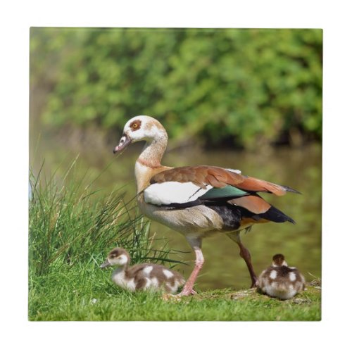 Egyptian Geese and chicks Tile