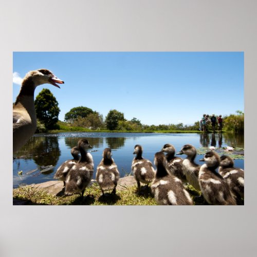 Egyptian geese poster