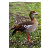 Egyptian Goose Card (Front)