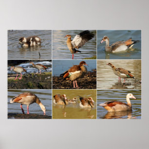Egyptian Goose Collage Poster