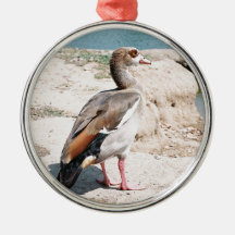 Egyptian Goose