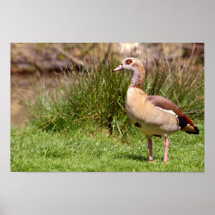 Egyptian Goose on grass Poster