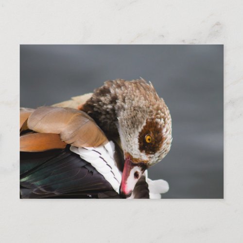 Egyptian Goose Postcard