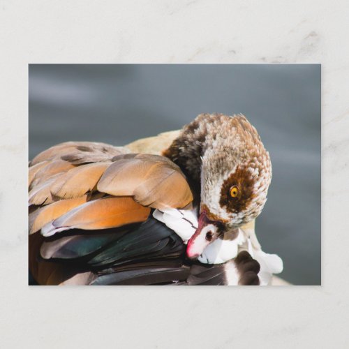 Egyptian Goose Postcard