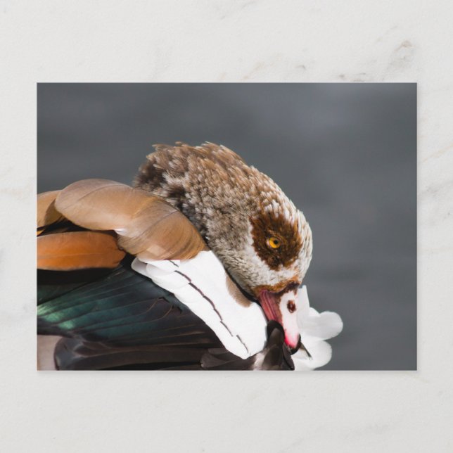 Egyptian Goose Postcard (Front)