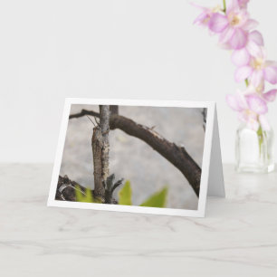 Egyptian Grasshopper in Tree Card