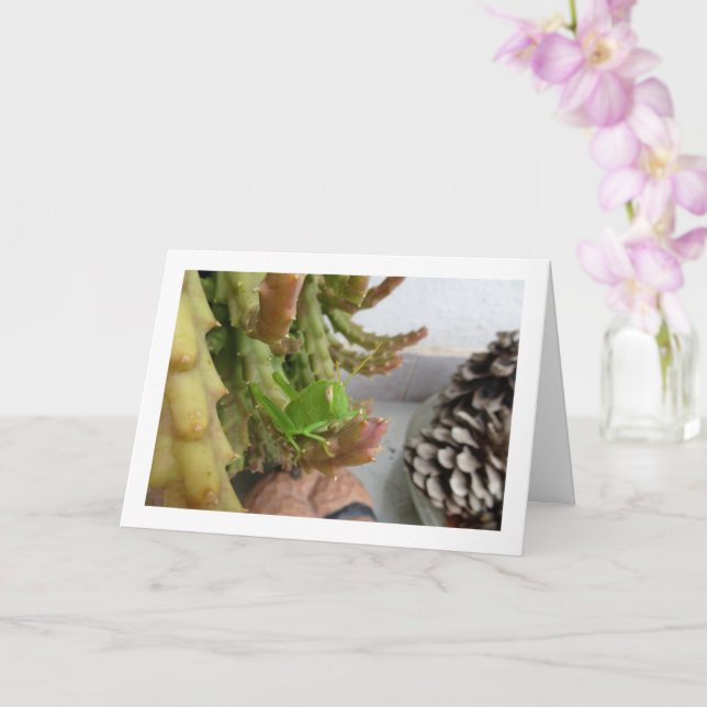 Egyptian Grasshopper Nymph on Carrion Cactus Plant Card (Orchid)