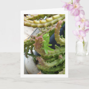 Egyptian Grasshopper Nymph on Carrion Cactus Plant Card