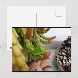 Egyptian Grasshopper Nymph on Carrion Cactus Plant Postcard
