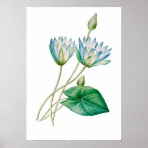 Egyptian Lotus Flower Print by P.J. Redouté