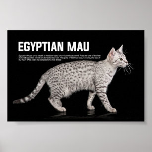 Egyptian Mau Cat Breed Poster