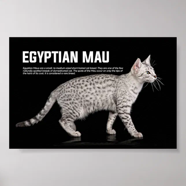 Egyptian Mau Abyssinian Cat Domestic Cats Types Of Egyptian Cats