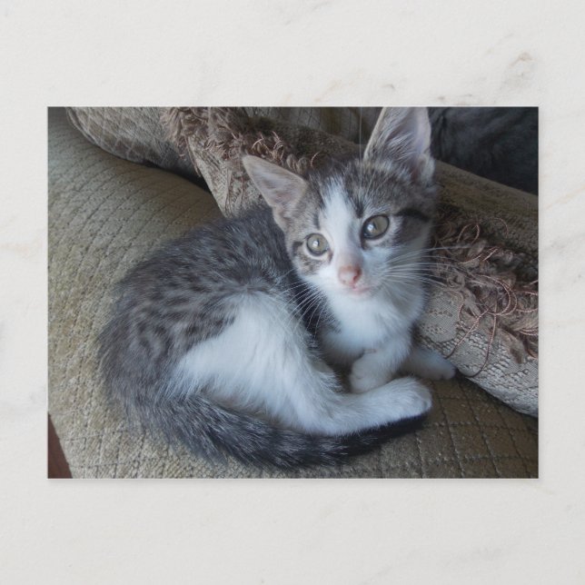 egyptian Mau kitten mix Postcard (Front)