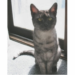 egyptian_mau sitting cutout