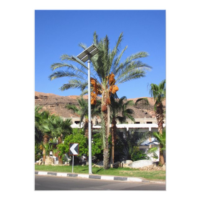 Egyptian palm trees   photo print (Front)