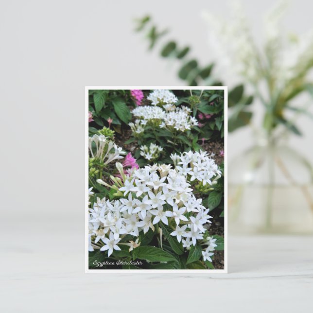 Egyptian Starcluster Postcard (Standing Front)
