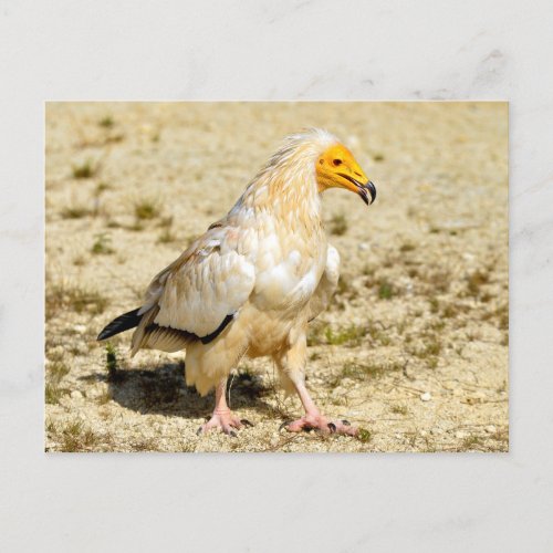 Egyptian vulture walking on sandy soil postcard