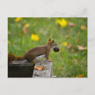 Eichhörnchen-Dieb / squirrel thief Postcard