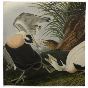 Eider Duck, Common Eider, Audubon Birds of America Cloth Napkin