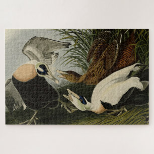 Eider Duck, Common Eider, Audubon Birds of America Jigsaw Puzzle