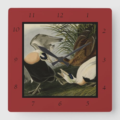 Eider Duck Common Eider Audubon Birds of America Square Wall Clock