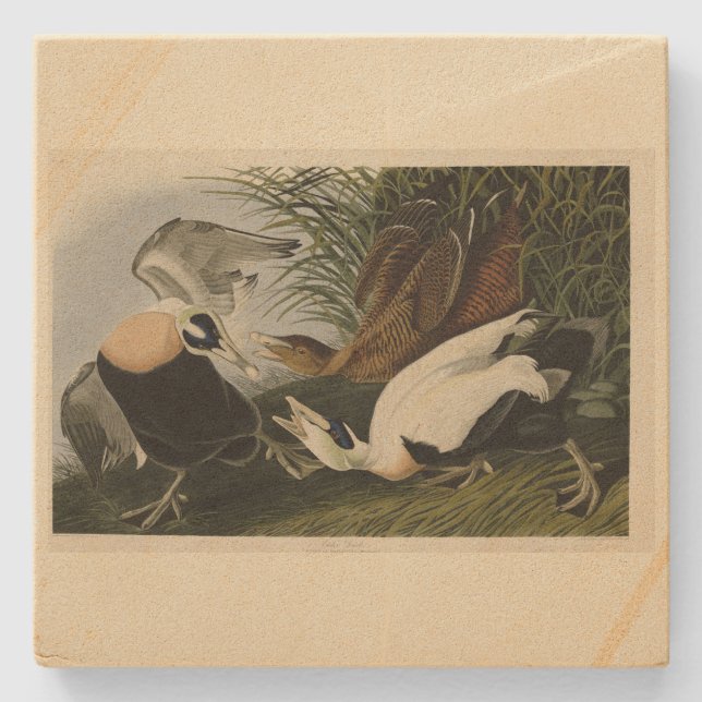 Eider Duck, Common Eider, Audubon Birds of America Stone Coaster (Front)