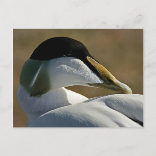 Eider Postcard