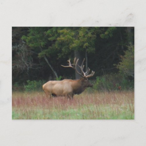 Eight 8 Point Bull Elk in Autumn Postcard