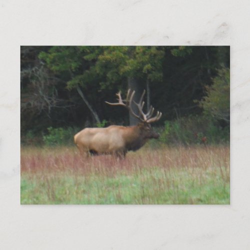 Eight 8 Point Bull Elk in Autumn Postcard