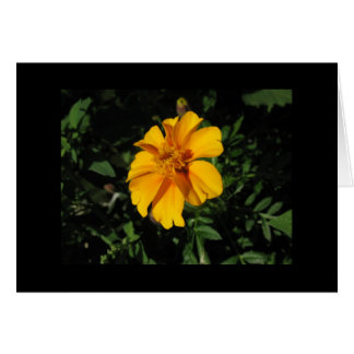 Eight Orange Petals Cards