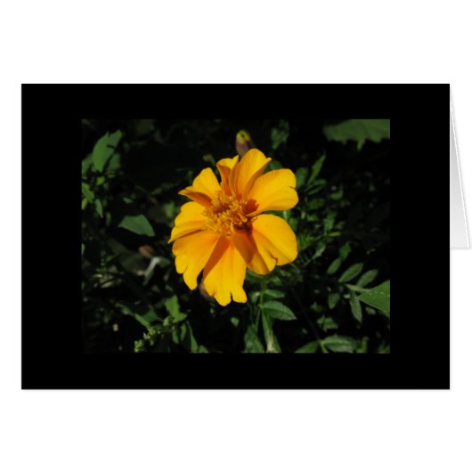 Eight Orange Petals Cards (Front Horizontal)