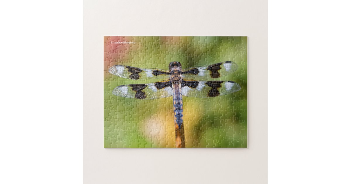 EightSpotted Skimmer Dragonfly Jigsaw Puzzle Zazzle