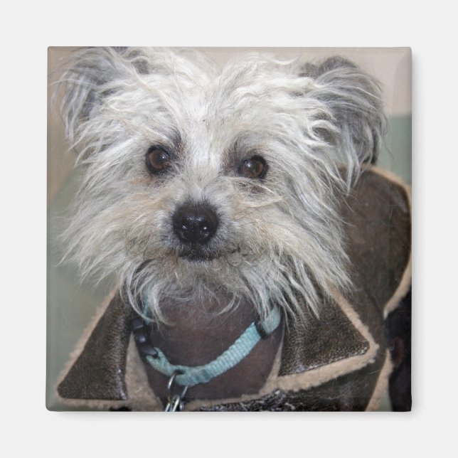 Einstein the Dog Magnet (Front)