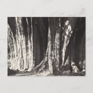El Arbol del Tule Tree old photo in Mexico oaxaca  Holiday Postcard