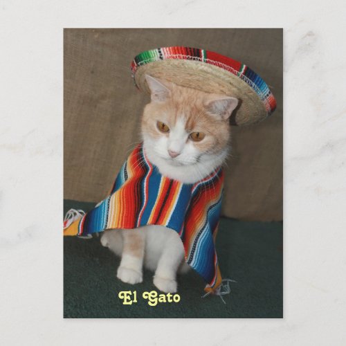 El Gato Bubba Postcard