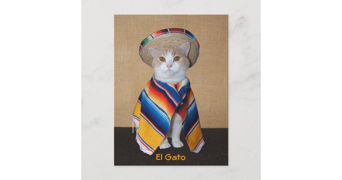 El Gato Mexican Kitten