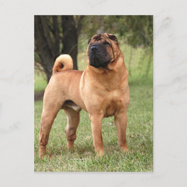 EL JAYS POSTCARD (Front)