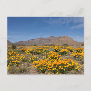 El Paso Poppies Postcard