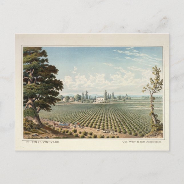 El Pinal Vineyard, San Joaquin County Postcard (Front)