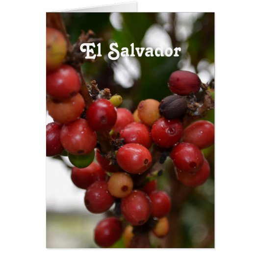 El Salvador Coffee Beans Cards (Front)