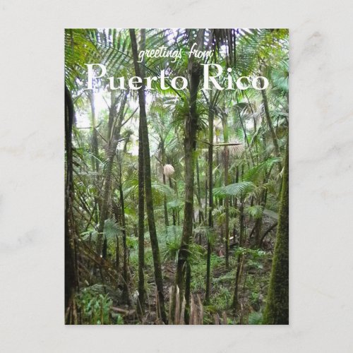 El Yunque Puerto Rico Postcard