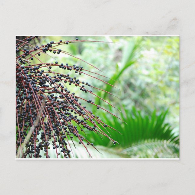 El Yunque Rain Forest Postcard (Front)