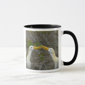 Elaborate courtship dance of Waved Albatros, Mug
