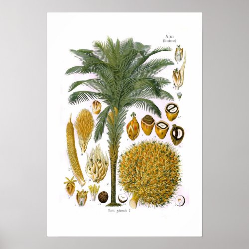 Elaeis guineensis oil palm poster