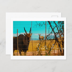 Eland Antelope Animal South Africa ZA Postcard